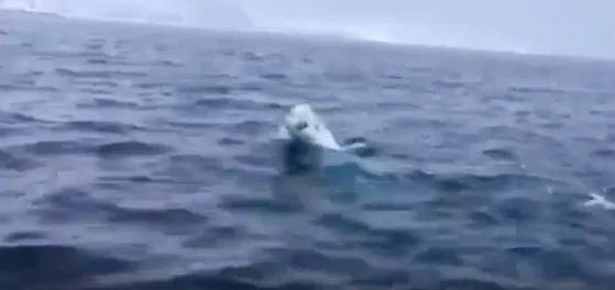 Ecco il beluga rugbista
